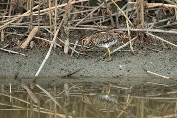 A first calendar year common snipe (gallinago gallinago) foraging at the narrow stripe of mud between water and reed
