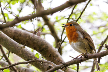 Robin Singing In a Tree
