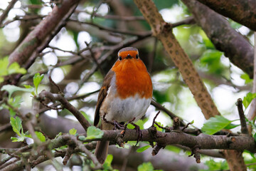 Robin Sitting in a Tree
