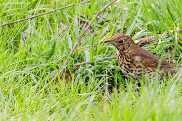 Fototapeta premium Song Thrush In Grass