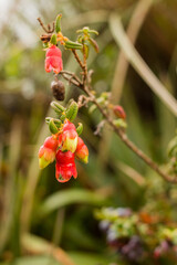 close up of a red flower