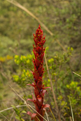 close up of a red flower
