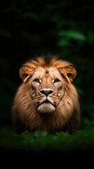 Fototapeta premium Majestic Lion Portrait