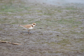 First calendar year  little ringed plover (charadrius dubius) during autumn migration on mud of...
