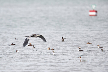grey heron (ardea cinerea) in flight