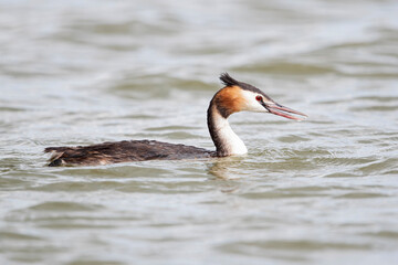 Swimming adult great crested grebe (podiceps cristatus) at Lake Constance