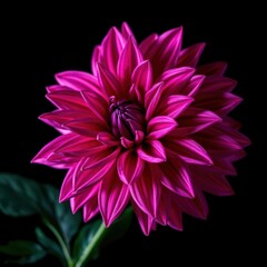 Obraz premium Surreal dark chrome pink & purple dahlia, macro detail, isolated on black background, dramatic, botanical