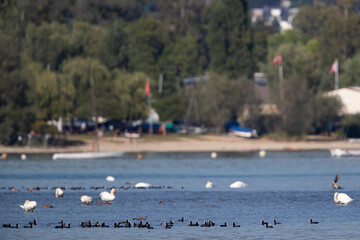resting flock of eurasian coot (fulica atra) on lake constance