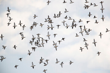 a flock of eurasian teal (anas crecca) in flight