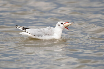 Adult black-headed gull (chroicocephalus ridibundus) in winter plumage swallow a big fish