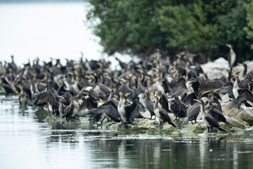 flock of great cormorant (phalacrocorax carbo ssp. sinensis) resting at the shore of lake constance