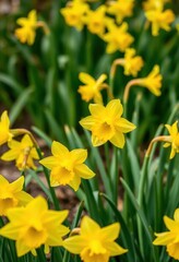 Fototapeta premium Vibrant yellow daffodils blooming in a spring garden, plants, flowerbed, macro