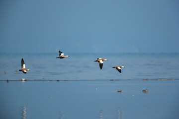 a flock of ruddy shelduck (tadorna ferruginea) in flight above Lake Constance