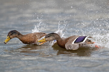 Two adult male Mallards (Anas platyrhynchos) in non-breeding plumage (eclipse plumage) chasing each other on the water © Mathias Putze