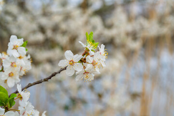 Obraz premium A bee diligently collecting sweet nectar from a beautiful blossom during the spring season