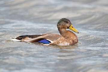 Adult male Mallard (Anas platyrhynchos)  in eclipse plumage (non-breeding plumage) is bathing