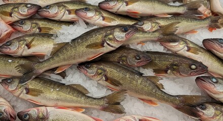 Obraz premium Walleye and Ice Supermarket Stock Photo - Fresh walleye fish on ice, supermarket display, cold storage, seafood market, winter catch. Symbolize freshness, abundance, cold, seafood, and food.