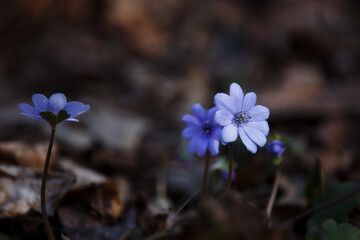 Hepatica. Hepatica transsilvanica (liverleaf or liverwort) a genus of herbaceous perennials in the...
