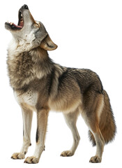 PNG Wolf is standing and howling animal photography wildlife.