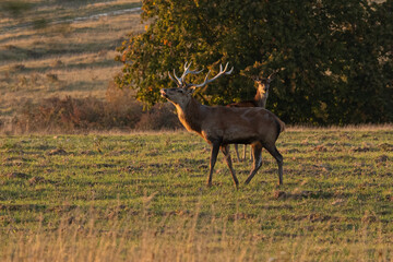 Cerf élaphe, Cervus elaphus en train de sentir une odeur