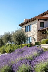 Lavender blooms surround a rustic stone house with olive trees in sunny landscape, showcasing colorful flowers and serene nature in bright afternoon light