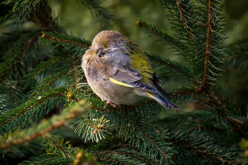 a sleeping and wet greenfinch after a rainy night, perched on a spruce at a spring morning