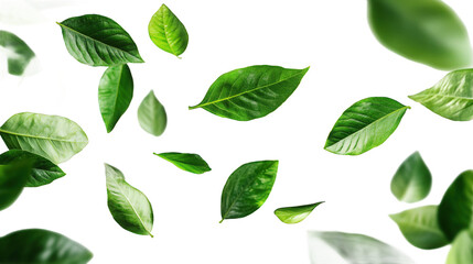 Fototapeta premium Falling Fresh Green Leaves Background