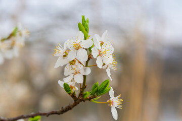 A bee diligently collecting sweet nectar from a beautiful blossom during the spring season