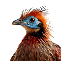 Hoatzin. Exotic topical bird.