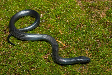A cute juvenile Natal black snake (Macrelaps microlepidotus) in the wild in KwaZulu-Natal, South...