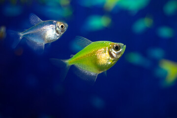 Aquarium  fish-ternetzi swim. Two fish are green and blue. The Latin name Gymnocorymbus ternetzi. Close-up, blue background.