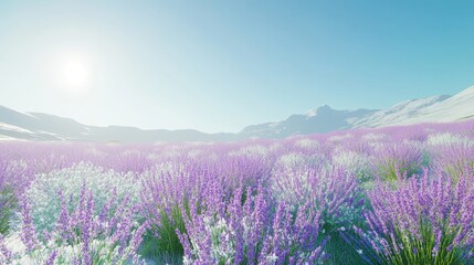 Naklejka premium A field of blooming lavender under a clear blue sky, evoking tranquility. 