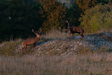 Cerfs élaphes, Cervus elaphus