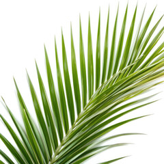 Obraz premium green palm leaf
