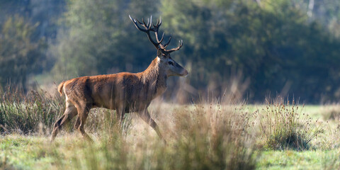 Red deer stag of Scotland walking in a plain in a park. Cervus elaphus, Juncus effusus, Sologne, Loiret 45, région Centre Val de Loire, France, European Union, Europe