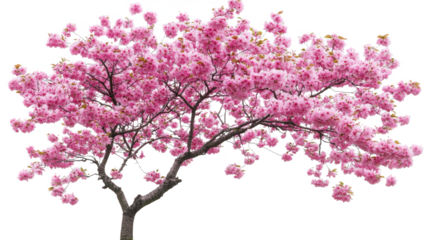 Beautiful Pink Cherry Blossom Tree