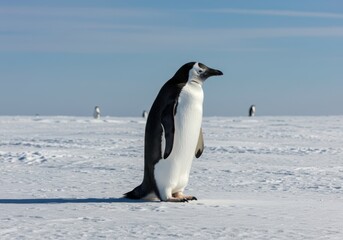 An Adélie Penguin on the Snow of Antarctica, in its Natural Habitat, with Other Penguins in Background for Article about Wildlife and Exploration expedition