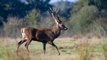 Red deer stag of Scotland walking in a plain in a park. Cervus elaphus, Juncus effusus, Sologne, Loiret 45, région Centre Val de Loire, France, European Union, Europe