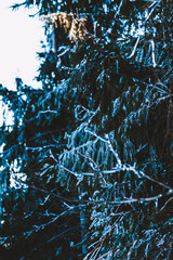 Frosty fir tree branches in winter forest. Winter background.