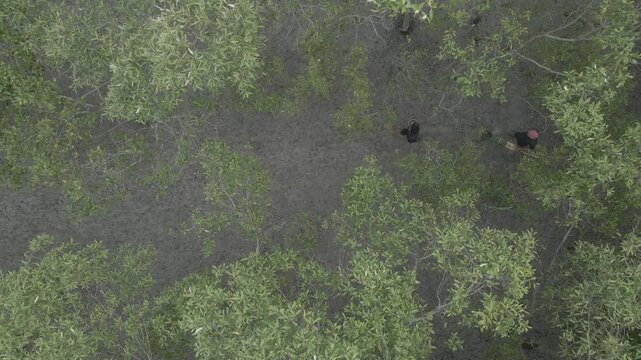 Sundarban Wild Honey Farming Drone 4k Dlog West Bengal, India