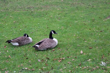 Canadian Geese