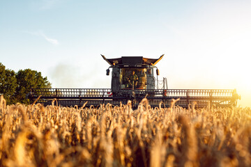 Combine harvester during harvest on a wheat field