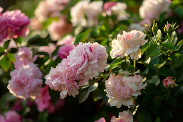 This close-up shows a bush overflowing with light pink and white roses, complemented by lush green leaves. The blossoms are in various stages, from tight buds to fully open flowers, creating a lively