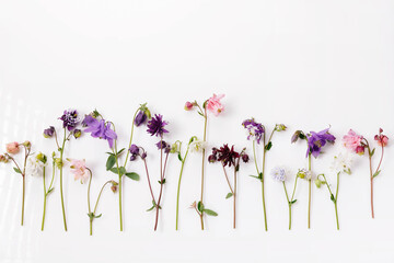 Obraz premium Colorful aquilegia flowers arranged in neat row on a white background. Minimalistic botanical layout for floral branding, eco product packaging, spring catalog designs, educational gardening materials