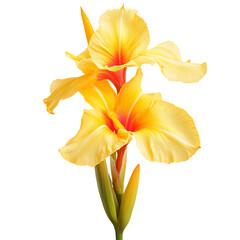Yellow Canna Lily with Elongated Petals Isolated on Transparent Background