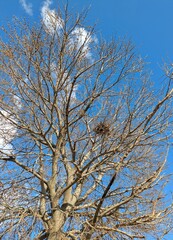 Nido de pájaro en ramas de árbol sin hojas. Ramas de árbol en invierno con cielo azul