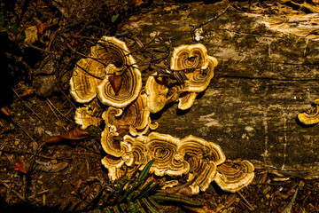 Amazon mushrooms, located within the Amazon.