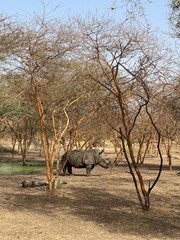 wildebeest in serengeti tanzania africa