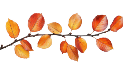 Autumnal Branch with Vibrant Leaves