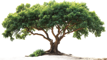 Majestic Old Tree in Nature's Embrace